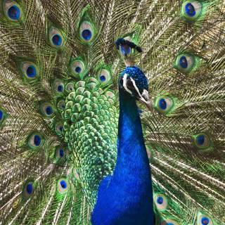 Wallpapers of peacock feathers HD 2015