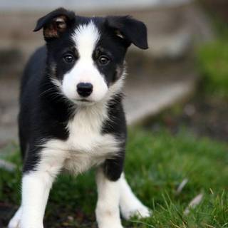 Border Collie wallpaper