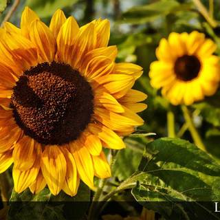 Sunflower wallpaper desktop