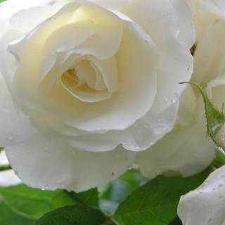 Roses pictures free download