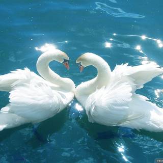Love birds wallpaper