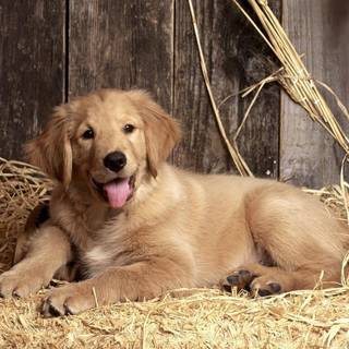 Golden retriever backgrounds