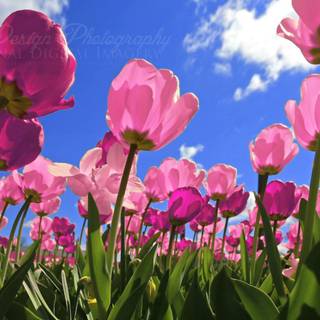 Pink tulips wallpaper