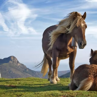 Horse images free download