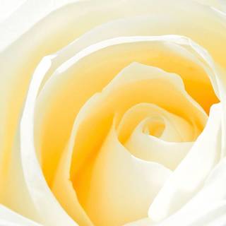 White rose wallpaper