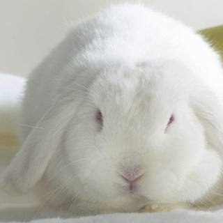 White rabbit wallpaper