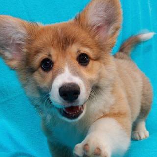 Corgi wallpaper