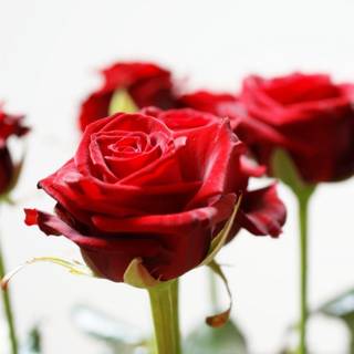 Red rose desktop wallpaper