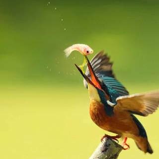 Kingfisher wallpaper