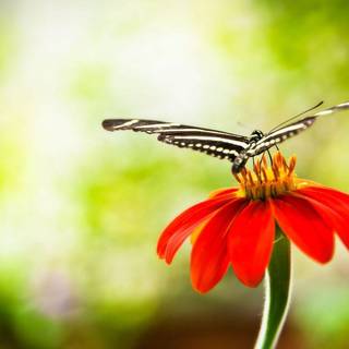Butterfly and flower wallpaper