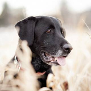 Black Labrador wallpaper