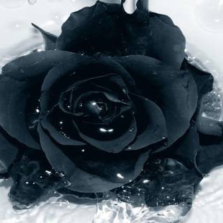 Wallpapers of black roses