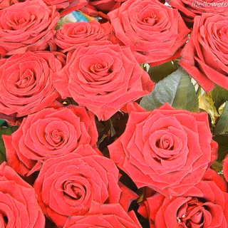 Red flowers wallpaper