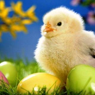 Free easter images