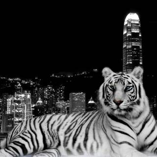 Tiger desktop backgrounds