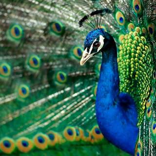 Peacock background