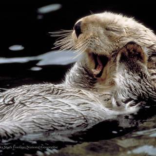 Sea otter wallpaper