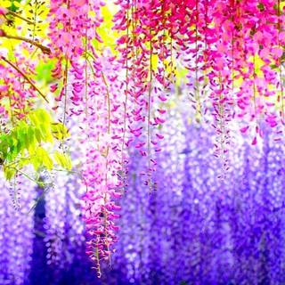 Wisteria wallpaper