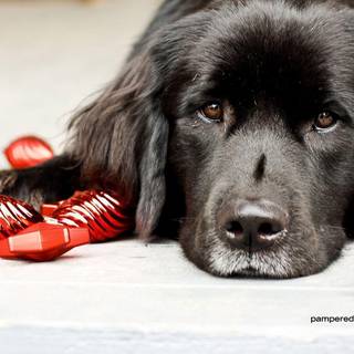 Christmas dog wallpaper