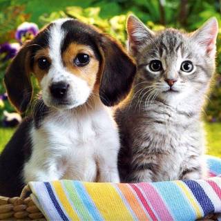 Puppies and kittens wallpaper