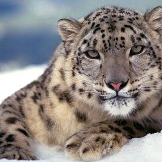 Snow leopard wallpaper HD