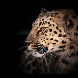 Leopard wallpaper