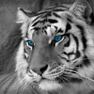 White tigers wallpaper