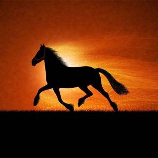 Wallpapers of horses