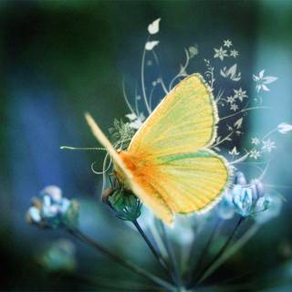 Background pictures for laptop