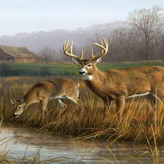 Deer desktop wallpaper