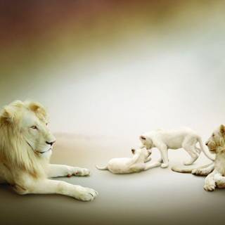 White lion background