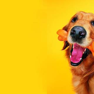 Dog and Cat wallpaper