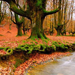 Fall colors wallpaper