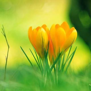 Free wallpaper flowers