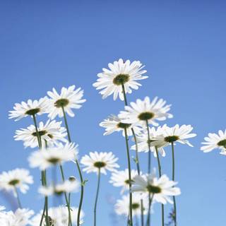 Daisy wallpaper