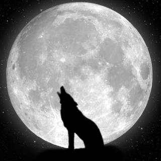 Cool pics of wolfs