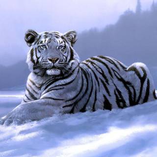 Siberian tiger wallpaper