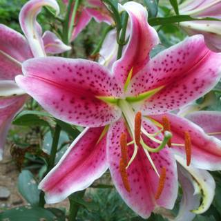 Stargazer lily wallpaper