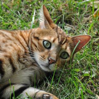 Bengal cat wallpaper