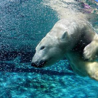 Polar bear wallpaper