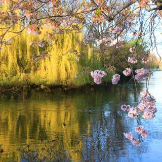 Spring wallpaper 1920x1080