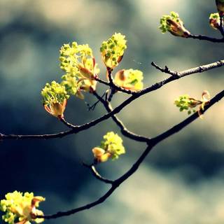Spring HD wallpaper