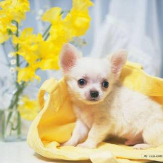 Cute puppy desktop wallpaper