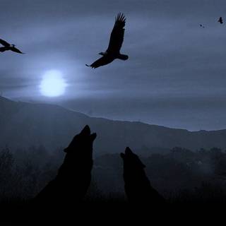 Dark wolf wallpaper