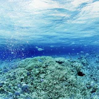 Underwater wallpaper