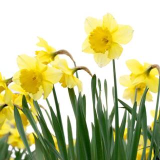 Daffodil wallpaper
