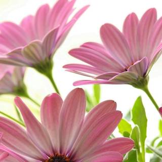 Pink daisy wallpaper