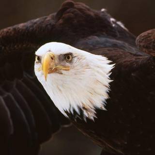American bald eagle wallpaper