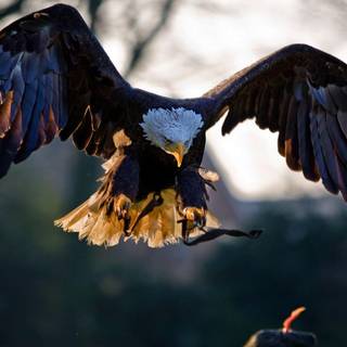 Eagle wallpaper