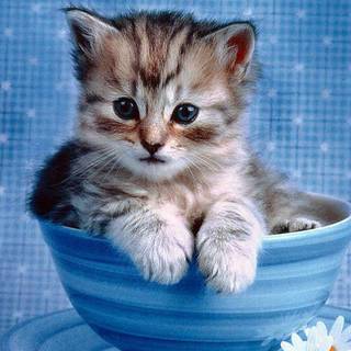 Cute kitten pictures wallpaper